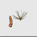 Pine Plant Featuring Long Green Needles And Brown Cones Against Black Background