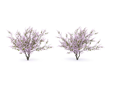 Two Flowering Trees with Purple Blossoms and Green Leaves Against White Background 3d model