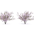 Two Flowering Trees with Purple Blossoms and Green Leaves Against White Background