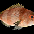 Vibrant Red and White Fish with Yellow Fins and Red Eyes on Black Background