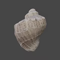 Fantasy Adventure Game Character With Detailed Conch Shell Prop Design
