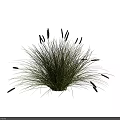 Grass Plant With Slender Leaves And Black Spiky Flower Heads In Clumping Form