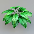 Lush Indoor Green Plant With Large Vibrant Leaves And Healthy Foliage