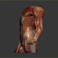 Realistic Human Muscle Anatomy Model Displaying Torso And Arm Muscle Details