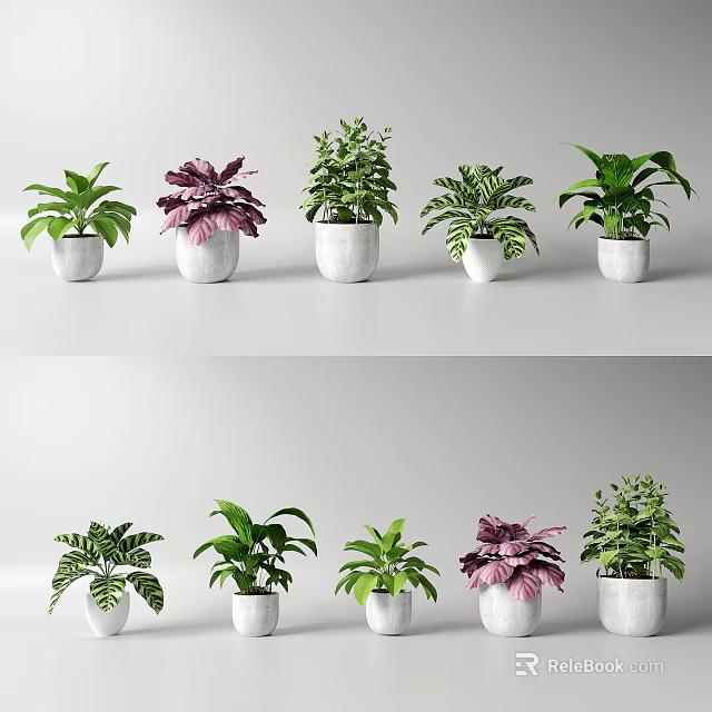 Indoor Bonsai Potted Plants with Various Green Purple Leaves in White Pots 3d model 
