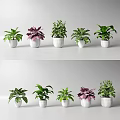 Indoor Bonsai Potted Plants with Various Green Purple Leaves in White Pots