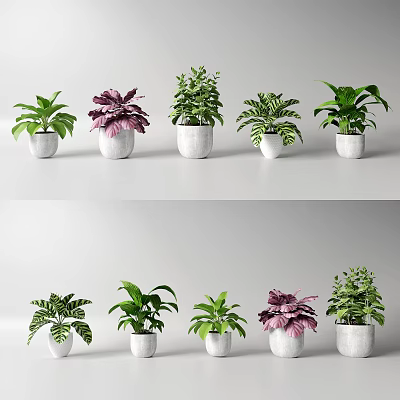 Indoor Bonsai Potted Plants with Various Green Purple Leaves in White Pots 3d model