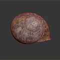 Unique Colorful Textured Marine Snail Shell Showcased On Dark Reflective Background