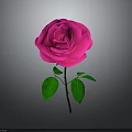Beautiful Pink Rose Plant With Green Leaves And Stem On Gray Background
