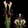 Transparent Glass Vases With White And Dark Purple Calla Lilies For Home Decor