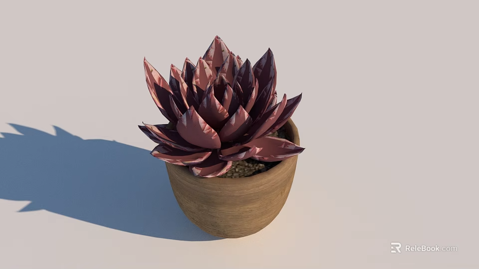Bonsai Potted Succulent Plant With Deep Purple Leaves In Terracotta Pot 3d model 