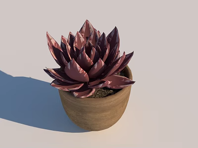 Bonsai Potted Succulent Plant With Deep Purple Leaves In Terracotta Pot 3d model