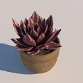 Bonsai Potted Succulent Plant With Deep Purple Leaves In Terracotta Pot