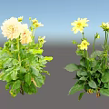 Beautiful Pink and Yellow Dahlia Flowers With Lush Green Leaves in Bloom