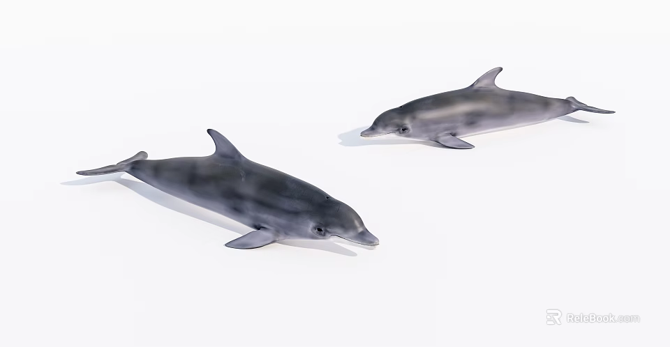 Two Graceful Dolphins Swimming Together In Calm Marine Waters With Smooth Movements 3d model 