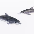 Two Graceful Dolphins Swimming Together In Calm Marine Waters With Smooth Movements