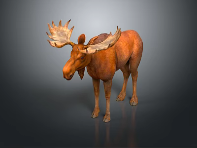 Realistic Brown Moose With Large Antlers Standing On Dark Surface 3d model