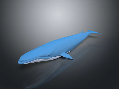 Blue Whale 3D Model With Smooth Surface On Gray Background 3d model