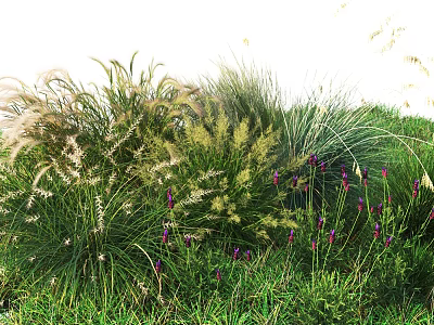 Lush Natural Garden With Tall Grasses Purple Flowers And Green Foliage 3d model