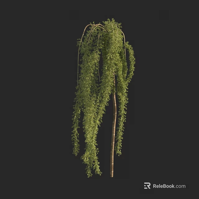 Weeping Willow Tree With Long Hanging Branches Green Leaves And Slender Trunk 3d model 