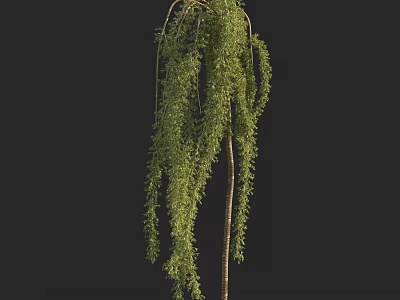 Weeping Willow Tree With Long Hanging Branches Green Leaves And Slender Trunk 3d model
