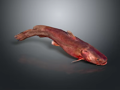 Vibrant Red Aquatic Fish With Elongated Body Smooth Scales And Whiskers On Dark Reflective Surface 3d model