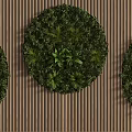 Living Plant Wall Featuring Three Circular Greenery Sections On Striped Background 3d model
