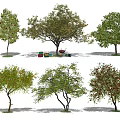 Various Arbor Tree Varieties With Green Leaves Fruits And Garden Tools