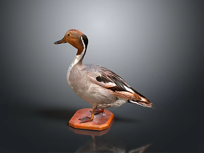 Stuffed Duck Specimen With Brown Head Standing On Orange Base Against Dark Background 3d model