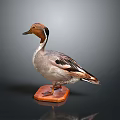 Stuffed Duck Specimen With Brown Head Standing On Orange Base Against Dark Background 3d model