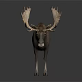 Moose With Large Antlers Standing On Dark Background With Reflection 3d model