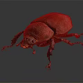Red Beetle With Shiny Carapace And Long Legs On Dark Background 3d model