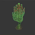 Green Cactus Plant With Yellow Flowers And Thick Stem On Reflective Surface