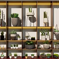 Bonsai Potted Plants Display On Multi Tiered Shelves With Various Pots And Decorative Items