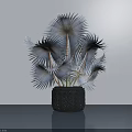 Bonsai Plant With Silver Feathery Leaves In Black Carved Pot For Modern Indoor Decor