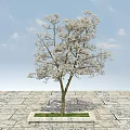 Tree Pit with White Flowering Tree on Stone Paved Ground and Blue Sky 3d model
