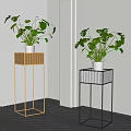 Stylish Indoor Potted Monstera Plants On Gold And Black Metal Plant Stands