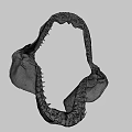 Shark Jawbone Skeleton Fossil Display In University Research Lab