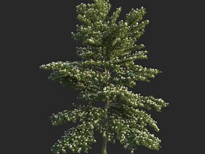 Lush Evergreen Tree With Dense Branches Green Foliage And White Accents 3d model