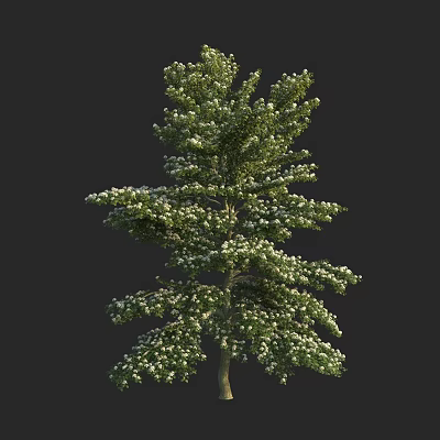 Lush Evergreen Tree With Dense Branches Green Foliage And White Accents 3d model