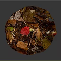 Vibrant Red Berry Standing Out In Autumn Leaf Pile On Natural Forest Floor