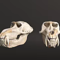 Detailed Animal Skull Anatomical Models Displaying Facial Features And Teeth Structure