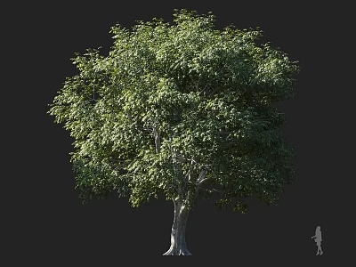 Tall Arbor With Lush Green Leaves And Thick Trunk For Outdoor Landscaping 3d model