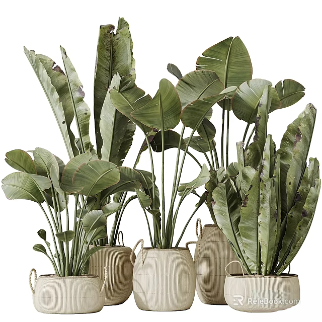 Large Leafy Green Plants In Various Shaped Pots As Garden Accents 3d model 