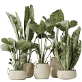 Large Leafy Green Plants In Various Shaped Pots As Garden Accents