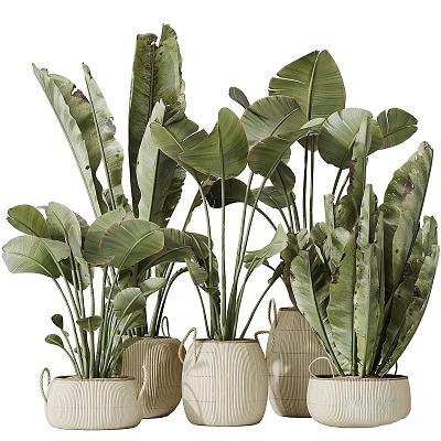 Large Leafy Green Plants In Various Shaped Pots As Garden Accents 3d model