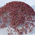 Ornamental Red Purple Leaf Shrubs with Rounded Canopy Detailed Foliage and Human Scale