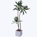 indoor potted plant 3d model