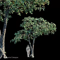 Natural Ornament Decoration Set With Green Trees And Human Silhouette