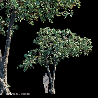 Natural Ornament Decoration Set With Green Trees And Human Silhouette 3d model